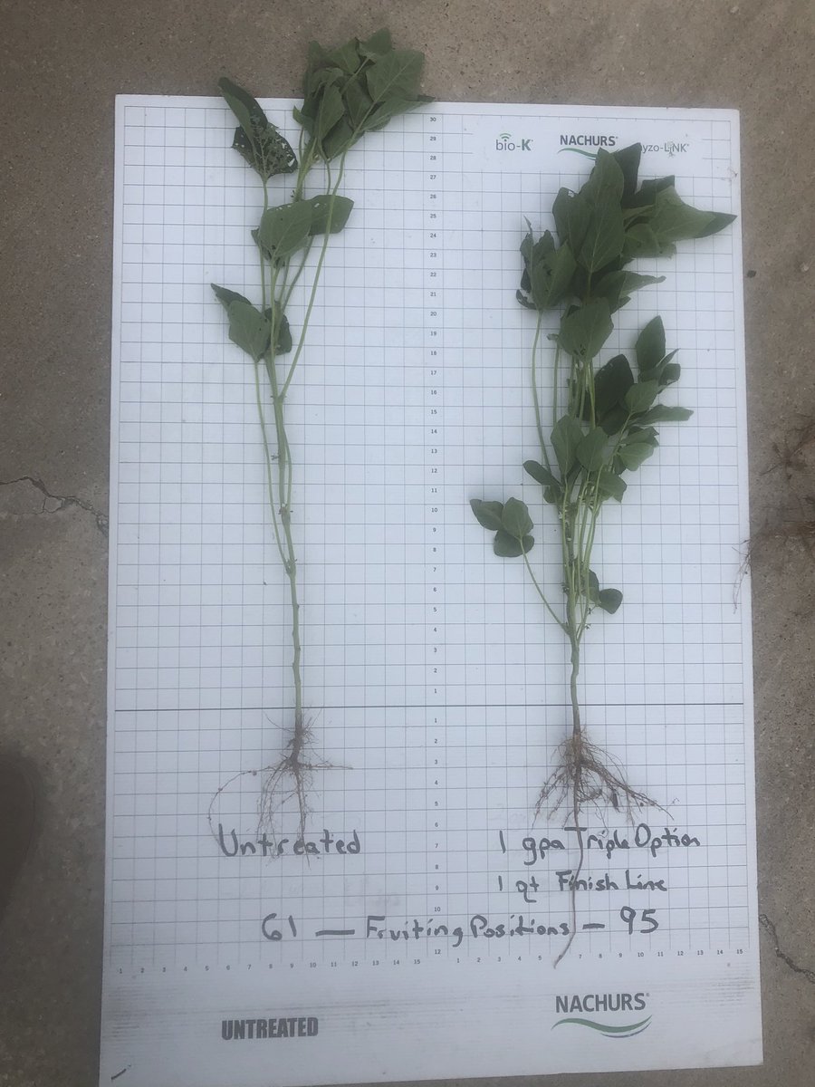 WayneBeckerw's tweet photo. Noticing big differences from only one foliar application of nutrients. @NACHUR #biok https://t.co/uJylgYRGjC
