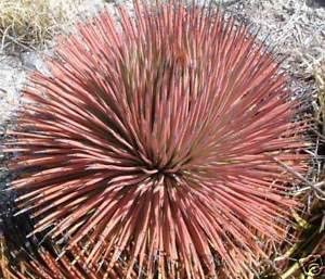 Agave stricta f.rubra アガベ・ストリクタ・ルブラ、リュウゼツラン科