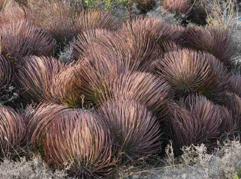 アガベ・ストリクタ　吹上(Agave stricta Rubra) アガベ ストリクタ 吹上 | GREEN LUCK