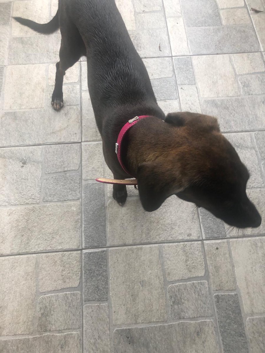 MissRockera's tweet photo. Perrita encontrada en Casa Blanca (Chanis) No tiene plaquita. Si la reconocen favor enviarme un DM. Please RT https://t.co/2qlrz6eQWm