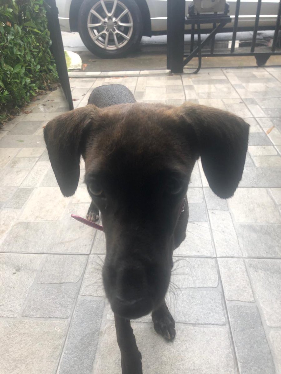 MissRockera's tweet photo. Perrita encontrada en Casa Blanca (Chanis) No tiene plaquita. Si la reconocen favor enviarme un DM. Please RT https://t.co/2qlrz6eQWm