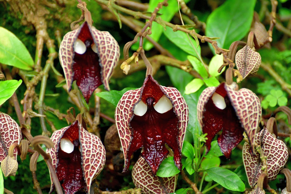 AmazingPlants's tweet photo. Follow @AmazingPlants to meet the world's most extraordinary plants https://t.co/4HWv4FcvXG https://t.co/AsEwNgfWza