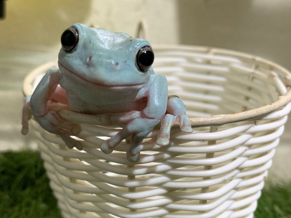 ぴよ カエルと暮らす とにかく可愛い カエルは人を笑顔にする