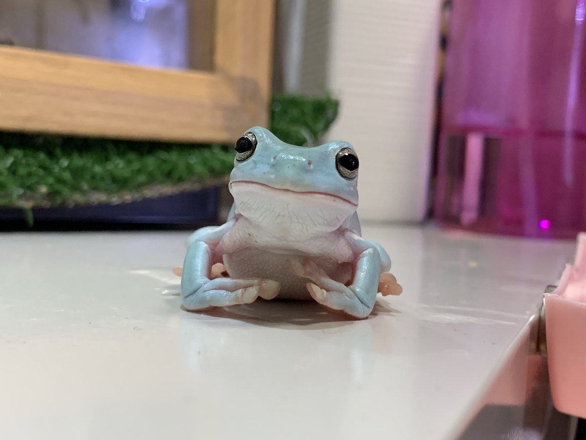 ぴよ カエルと暮らす とにかく可愛い カエルは人を笑顔にする ぴよ カエルと暮らす とにかく可愛い カエルは人を笑顔にする