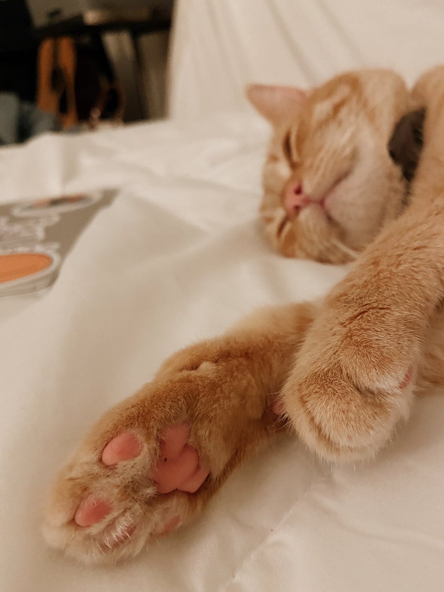 Happy Toebean Tuesday 🤠 #toebeantuesday