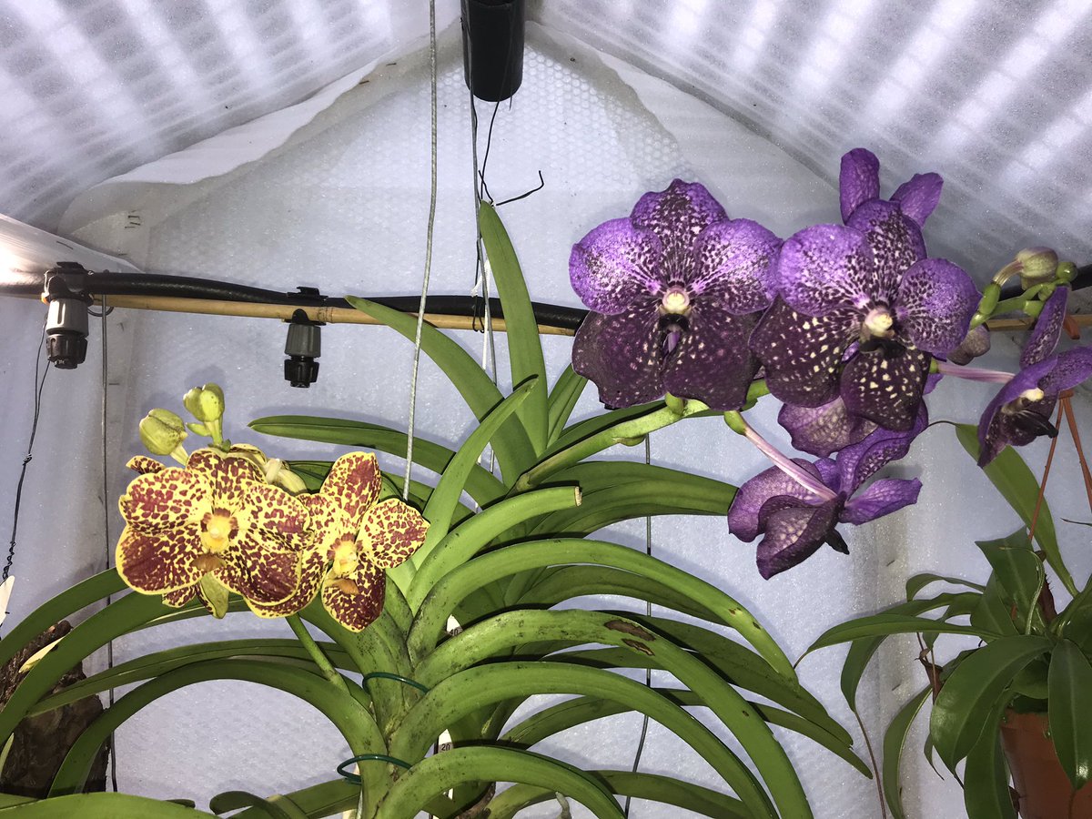 Dublinate's tweet photo. #Vanda #Orchids looking just gorgeous! #plot8 https://t.co/L4mzo4L1eH