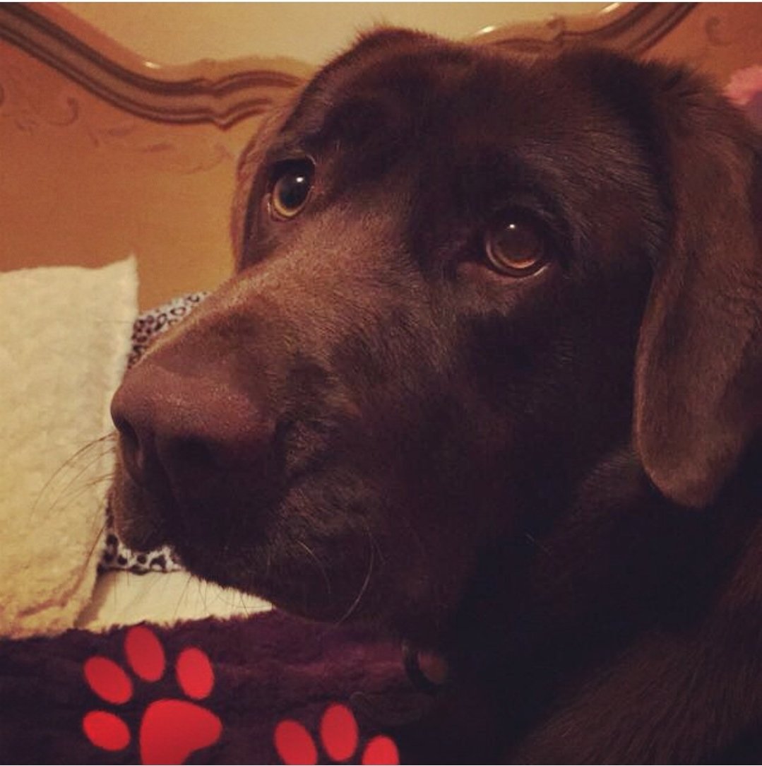rwongk's tweet photo. Amor incondicional ππΆ #DiaDelPerro #DiaMundialDelPerro #bellathelab https://t.co/K54Aa9XdIj