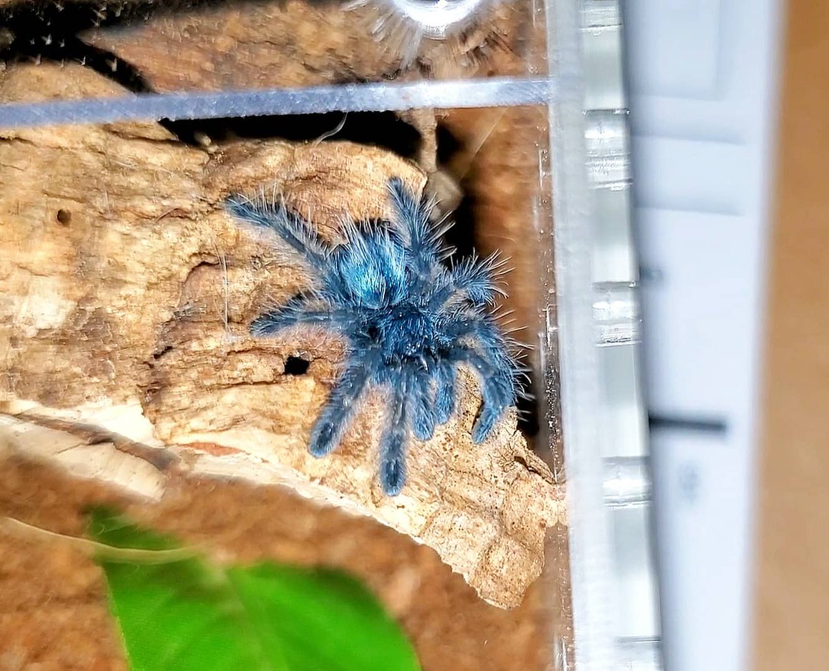 27walto's tweet photo. ⚠️CW: Tarantulas 

The new baby is here! 😍 I'm so happy she arrived safe and sound. Ran right out of her travel vial and onto my hand, cutest little sling ever!
Caribena versicolor sling ❤️
#tarantulas #tarantula #spiders #arachnid #exoticpets #cversicolor #caribenaversicolor https://t.co/KyqRSRRzrC