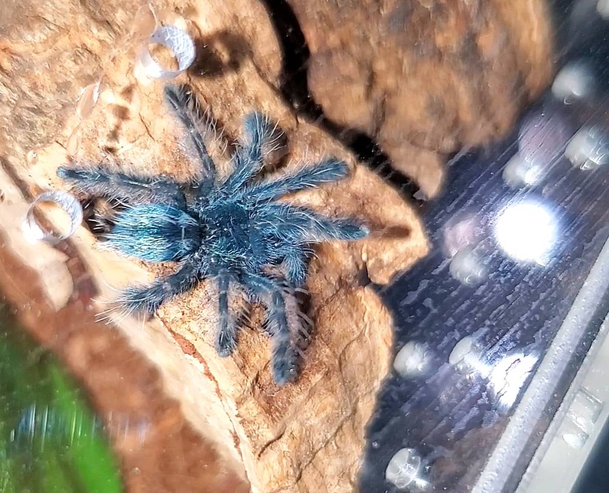 27walto's tweet photo. ⚠️CW: Tarantulas 

The new baby is here! 😍 I'm so happy she arrived safe and sound. Ran right out of her travel vial and onto my hand, cutest little sling ever!
Caribena versicolor sling ❤️
#tarantulas #tarantula #spiders #arachnid #exoticpets #cversicolor #caribenaversicolor https://t.co/KyqRSRRzrC