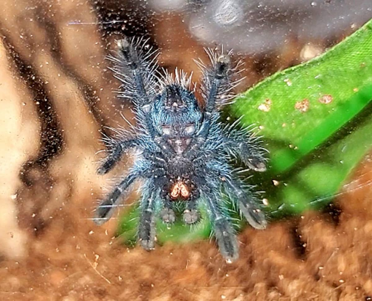 27walto's tweet photo. ⚠️CW: Tarantulas 

The new baby is here! 😍 I'm so happy she arrived safe and sound. Ran right out of her travel vial and onto my hand, cutest little sling ever!
Caribena versicolor sling ❤️
#tarantulas #tarantula #spiders #arachnid #exoticpets #cversicolor #caribenaversicolor https://t.co/KyqRSRRzrC