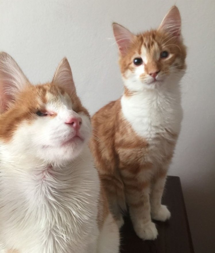 catsnkittys's tweet photo. Blind Kitten Twins are Rescued Off the Streets
Find out about the inseparable twins that have been given the chance of a new life
CLICK to view > https://t.co/49x2fRC0RP https://t.co/jCy2ZBbkjq