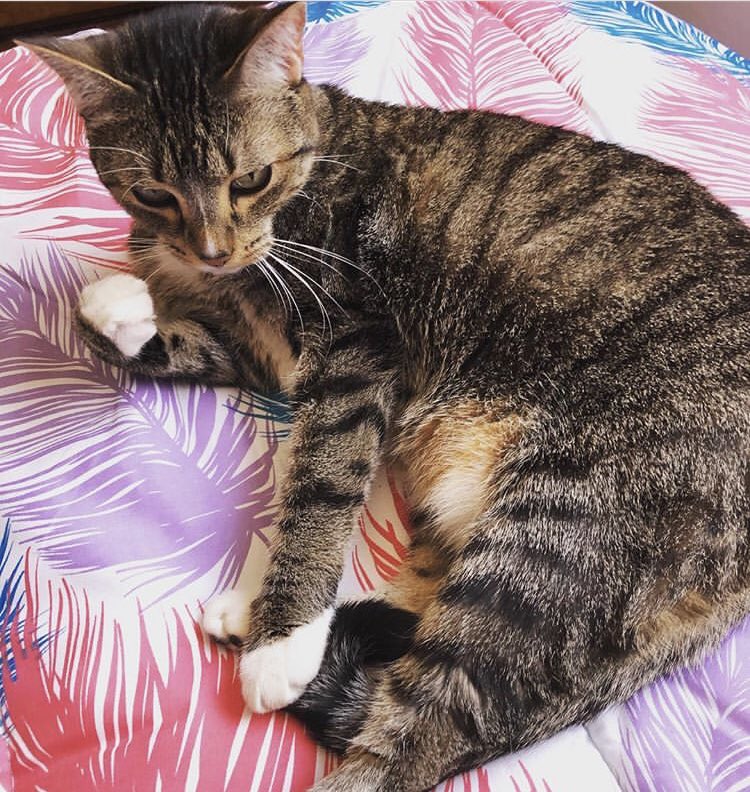 monimobe's tweet photo. @MascotasSismo mi gatita está #extraviada se perdió en Vertiz Narvarte, Zempoala casi esq Rascarrabias. Tiene 9 años, no sabe andar en la calle. Ayuda por favor https://t.co/O6jCmJjEP5