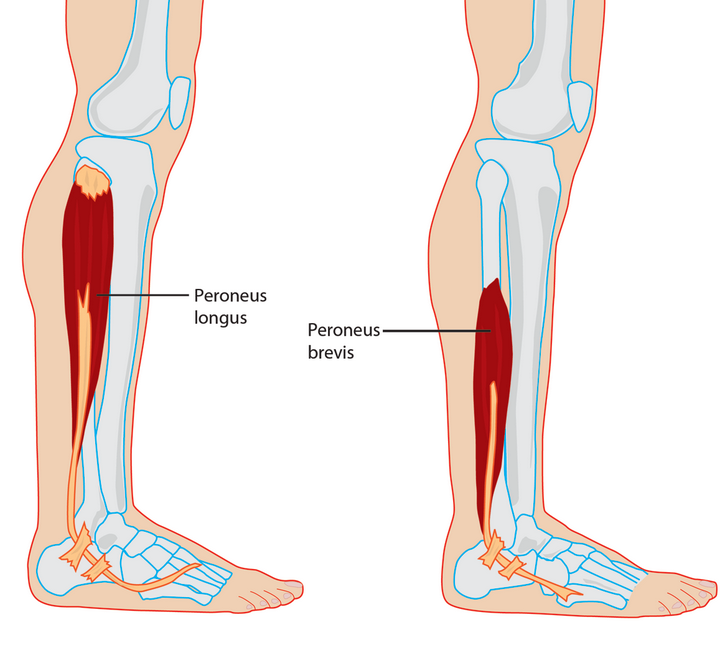 A_MasterMassage's tweet photo. #muscle #musclesoftheday #anatomy #ankle #fibula #metatarsal #peroneal
Muscles of the Day! 🦶
#PeroneusLongus #PeroneusBrevis
For more about today's Muscle of the Day or past Muscles of the Day, head over to @A_MasterMassage Facebook page!
https://t.co/aZDz9vXs64 https://t.co/MjwyNnMM2g