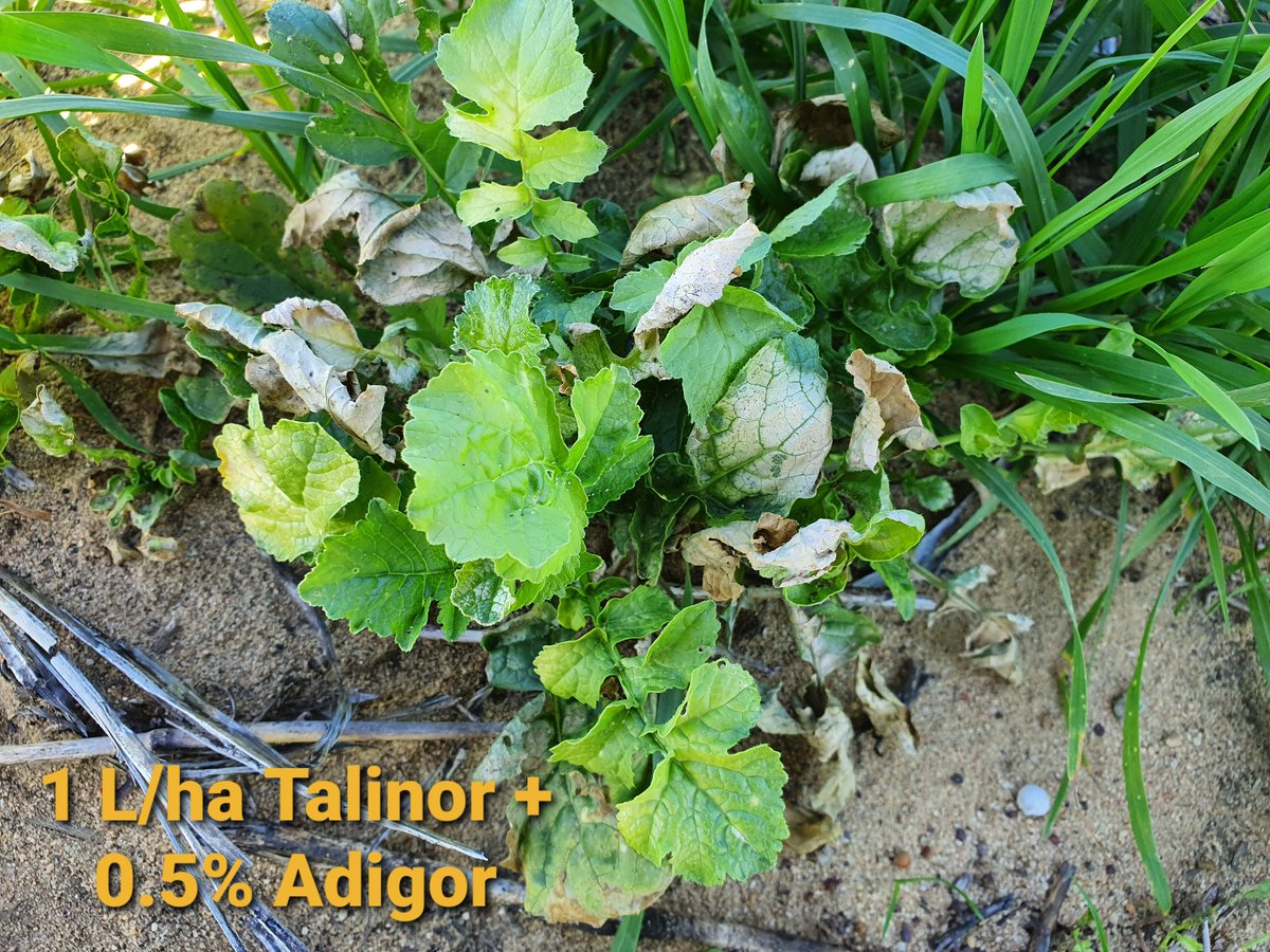 Early days 14DAA at the #BayerTrial in Marchagee WA. Looking to dismiss some of the miscommunication going around lately RE: HPPD comparative rates and application. No blowing out tiny radish with big licks of brom here: these were 8 leaf beasts! Contact me to see. <a href="/Bayer4CropsAU/">Bayer AU 🇦🇺 | Crop Science</a>