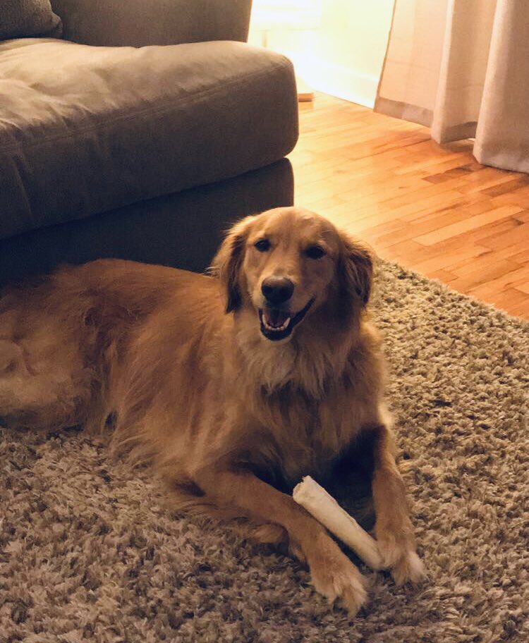 StephMangrich's tweet photo. I may be biased. But Ruby is the cutest 💛😍🐾 https://t.co/eO2bOFCQN0