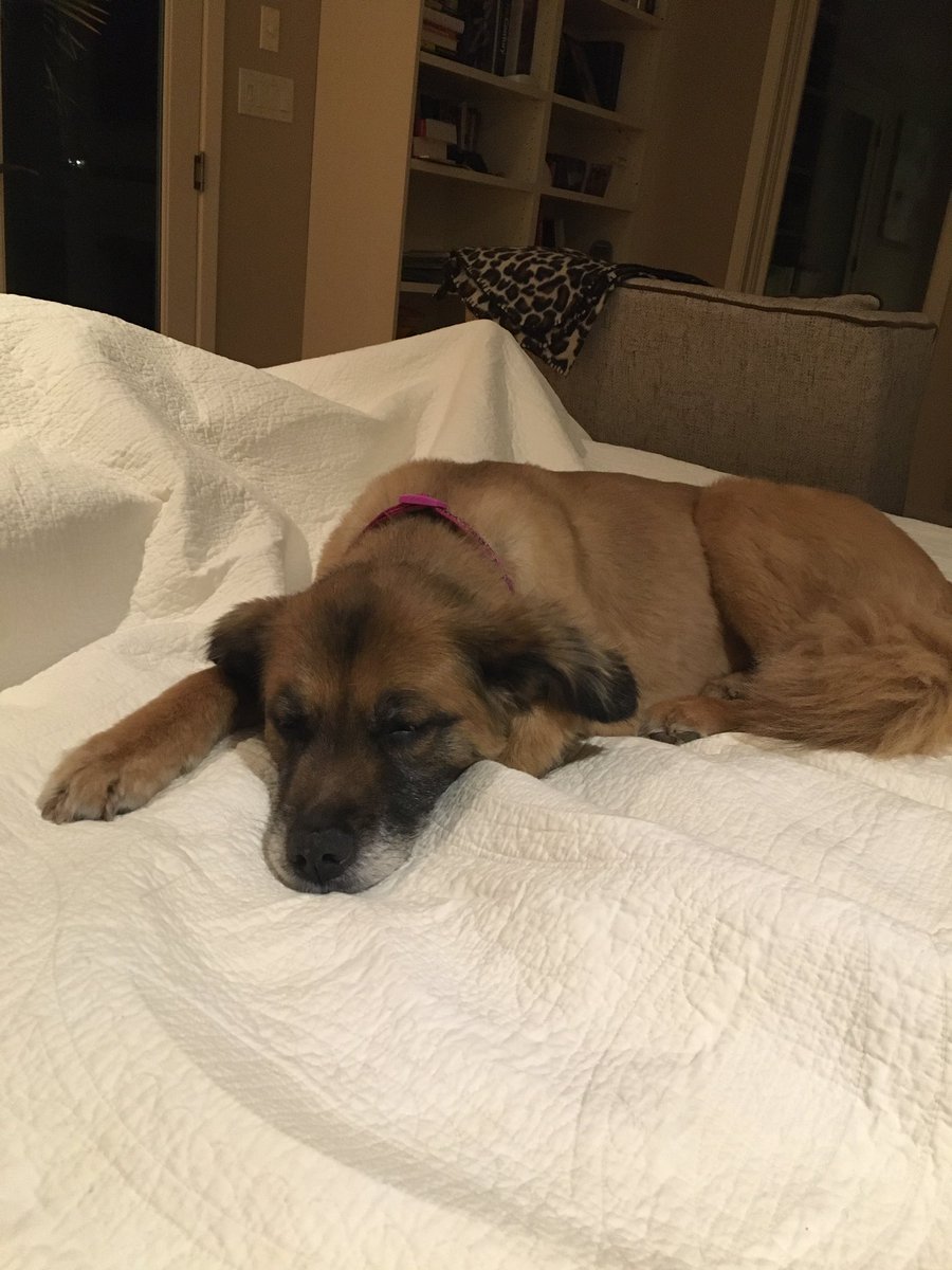 dinksndrinks's tweet photo. I think someone is telling me it’s bedtime #sweetcara #DogsAreTheBest https://t.co/RlArXFcoLS