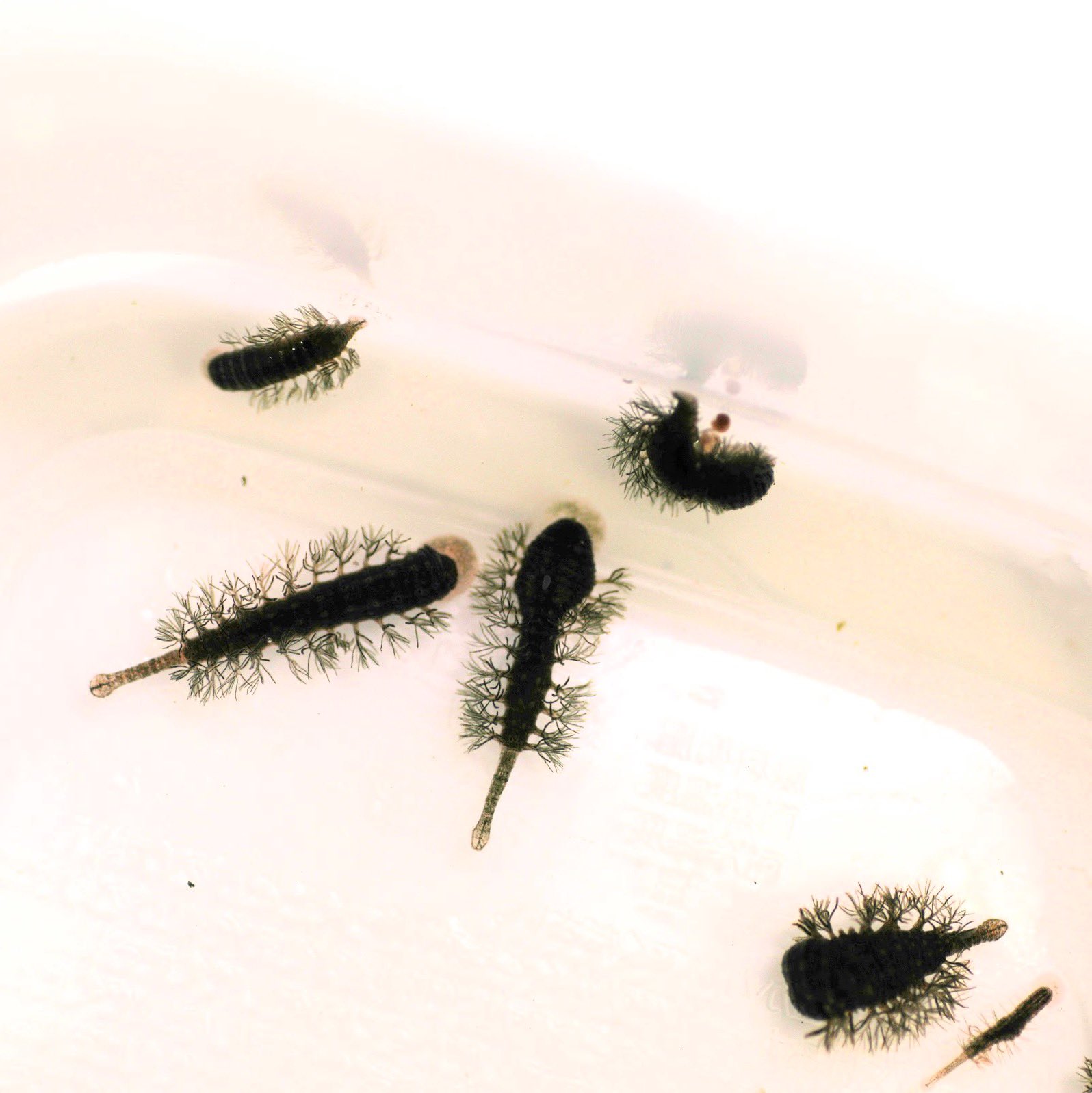 Twitter 上的 鰐 Wani クサガメやイシガメに寄生する寄生虫ヌマエラビル T Co 2yhe8xzfrd Twitter