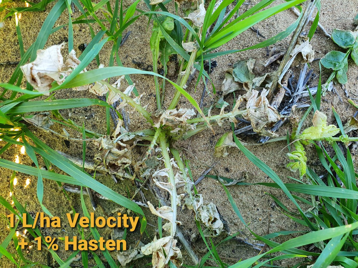 Matt Willis tweet media