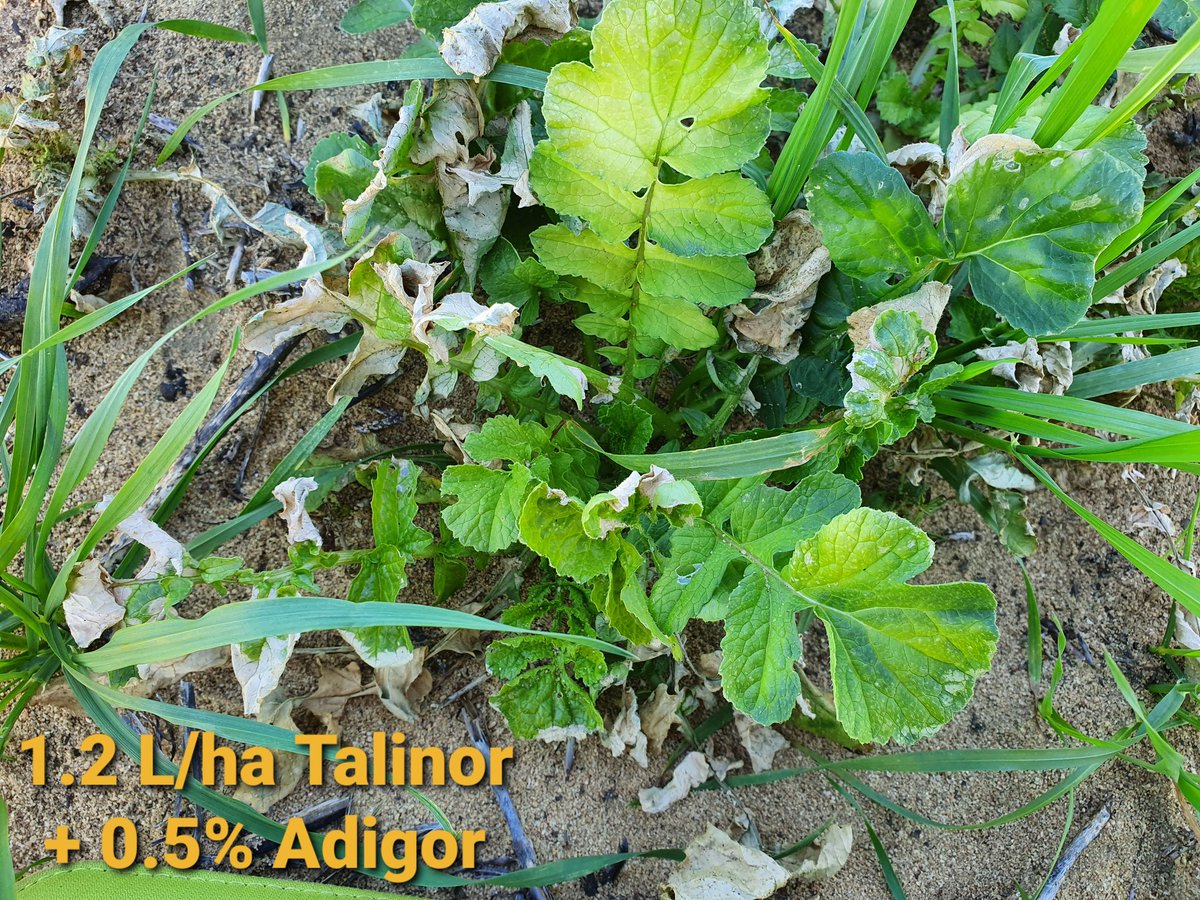 And now we dial up the rates a little... Being able to increase the amount of HPPD active you're applying to these big plants is critical. The extra brom increases leaf burn, but is purely contact and can't get into that big growing point.
More assessments to come soon.