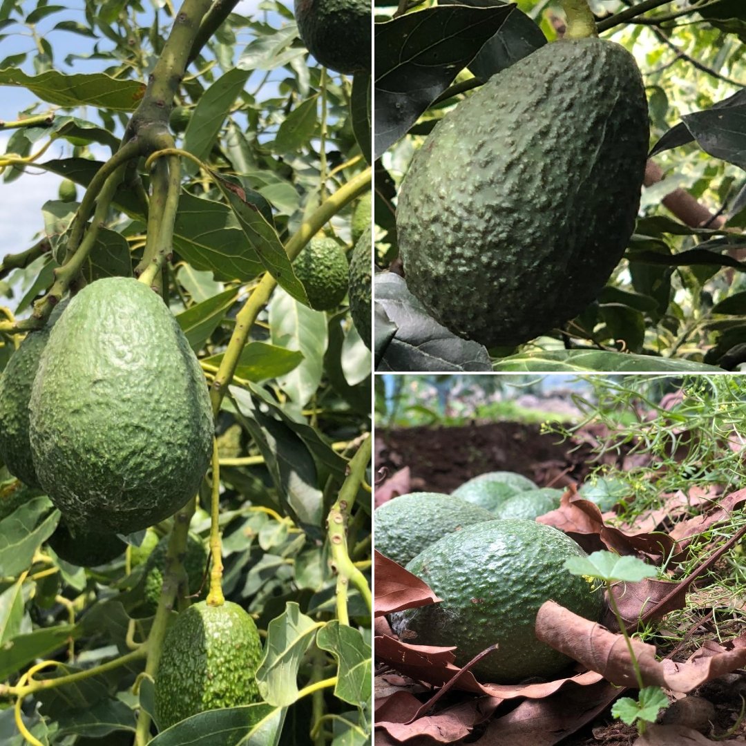 ciclon70's tweet photo. Si la vida te da aguacates, has guacamole 😎

#EdomexASemaforoNaranja
#BuenMartes 
#FelizMartes 
#Edomex 
#CDMX https://t.co/OIr7bwdMTV