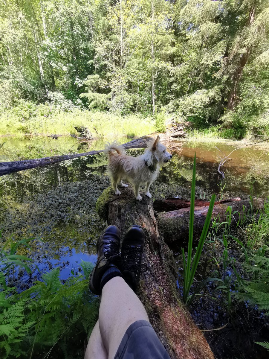 geordiemuppet's tweet photo. A brief afternoon sit down with #AdventurePip.
#Explore #greatoutdoors #forest #mansbestfriend #DogsofTwittter https://t.co/YQsXsyB951