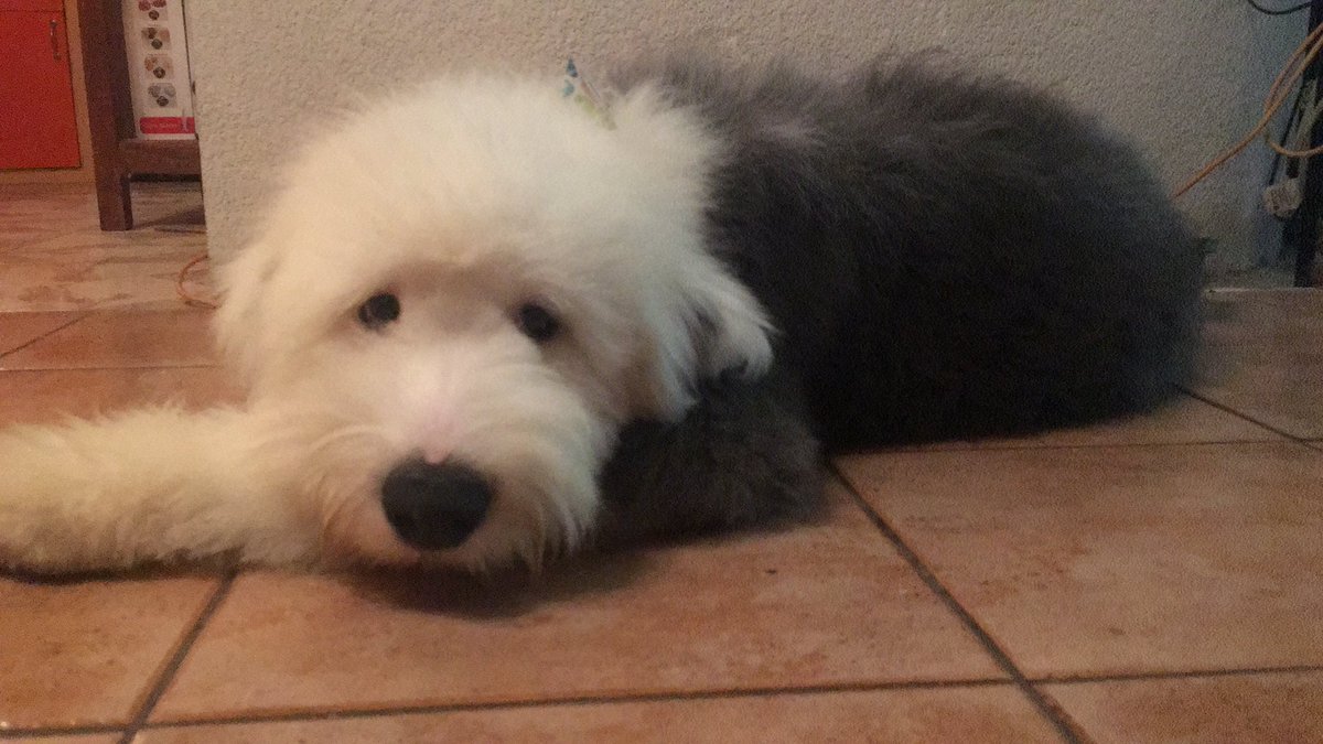 Robmurder's tweet photo. @TapiaFernanda Mi pequeño Sam 😁 https://t.co/qzMyPXVltq