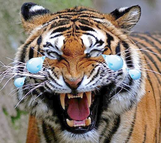  #AkshayKumar as a Tiger a thread :-