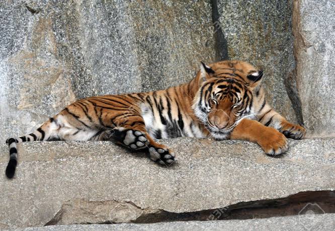  #AkshayKumar as a Tiger a thread :-
