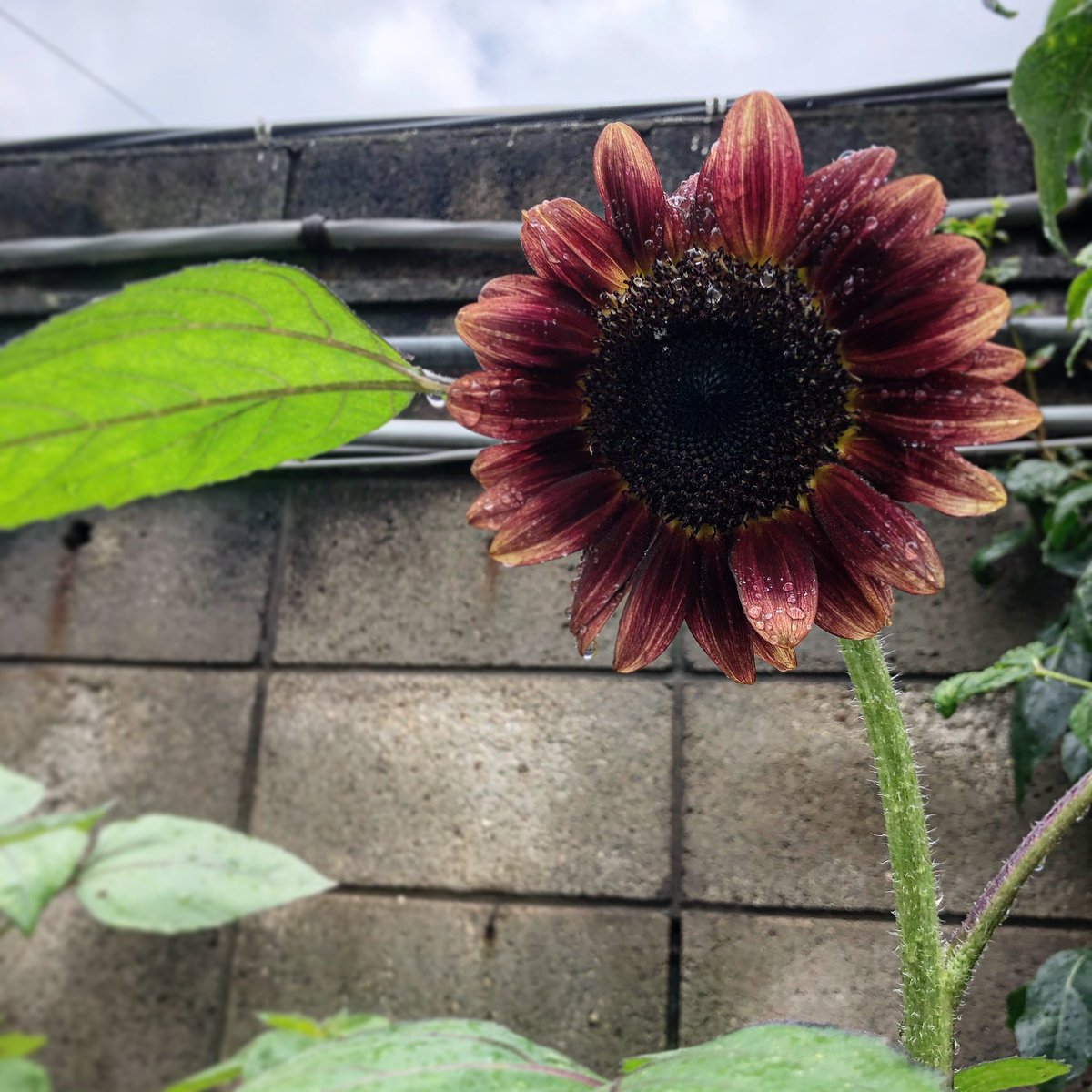 GENKI_T3's tweet photo. ひまわり🌻 https://t.co/txImNflsfV