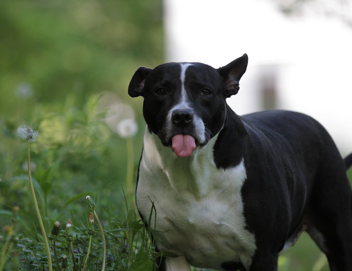 defiantartsco's tweet photo. Meet Teaspoon, my emotion translator.
#mypic #shopdog #shopdoglife #doglife #mansbestfriend #pitbull #buddy #picoftheday https://t.co/QVO0hHTXyW