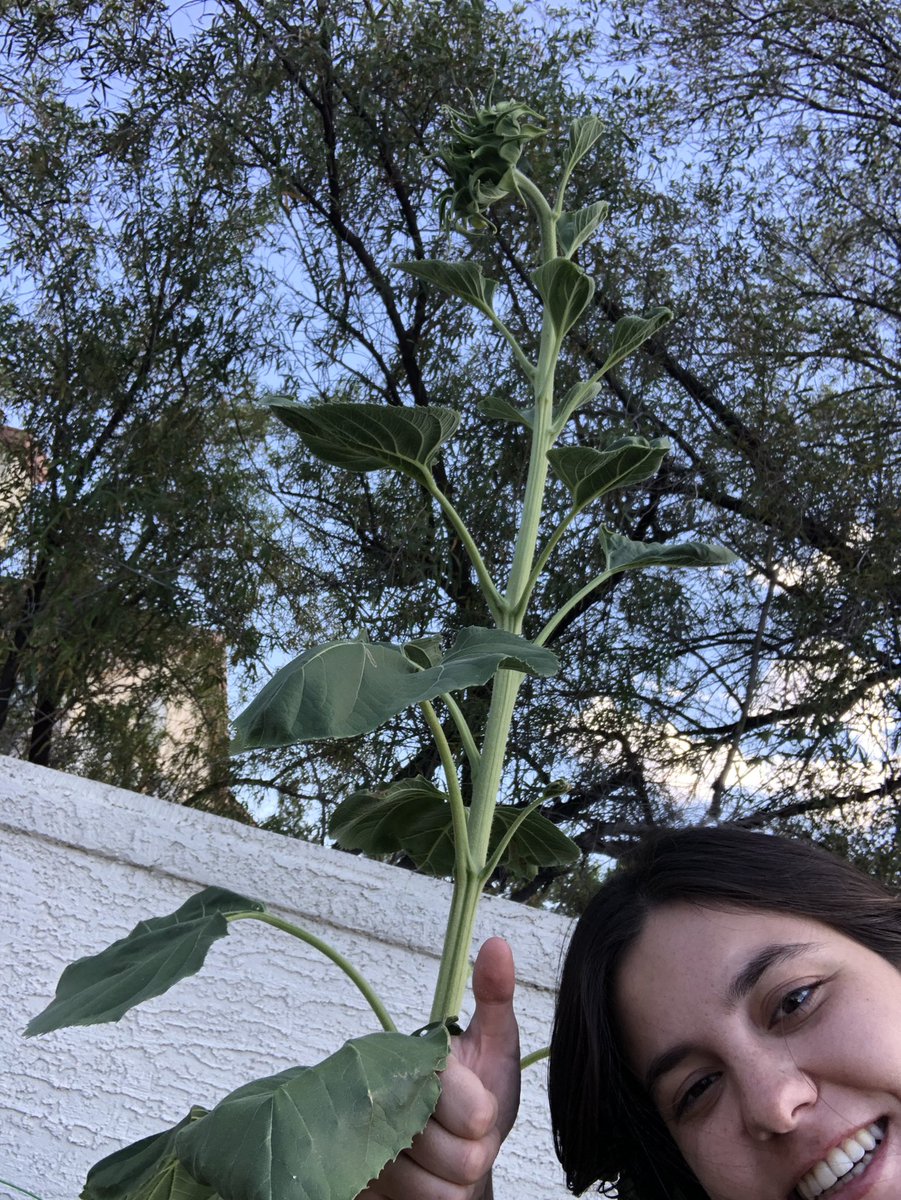 miamoorecomedy's tweet photo. Crazy! This sunflower has grown sooo much in the last few months which is the total opposite of my career haha! https://t.co/hTL7rJUDjM
