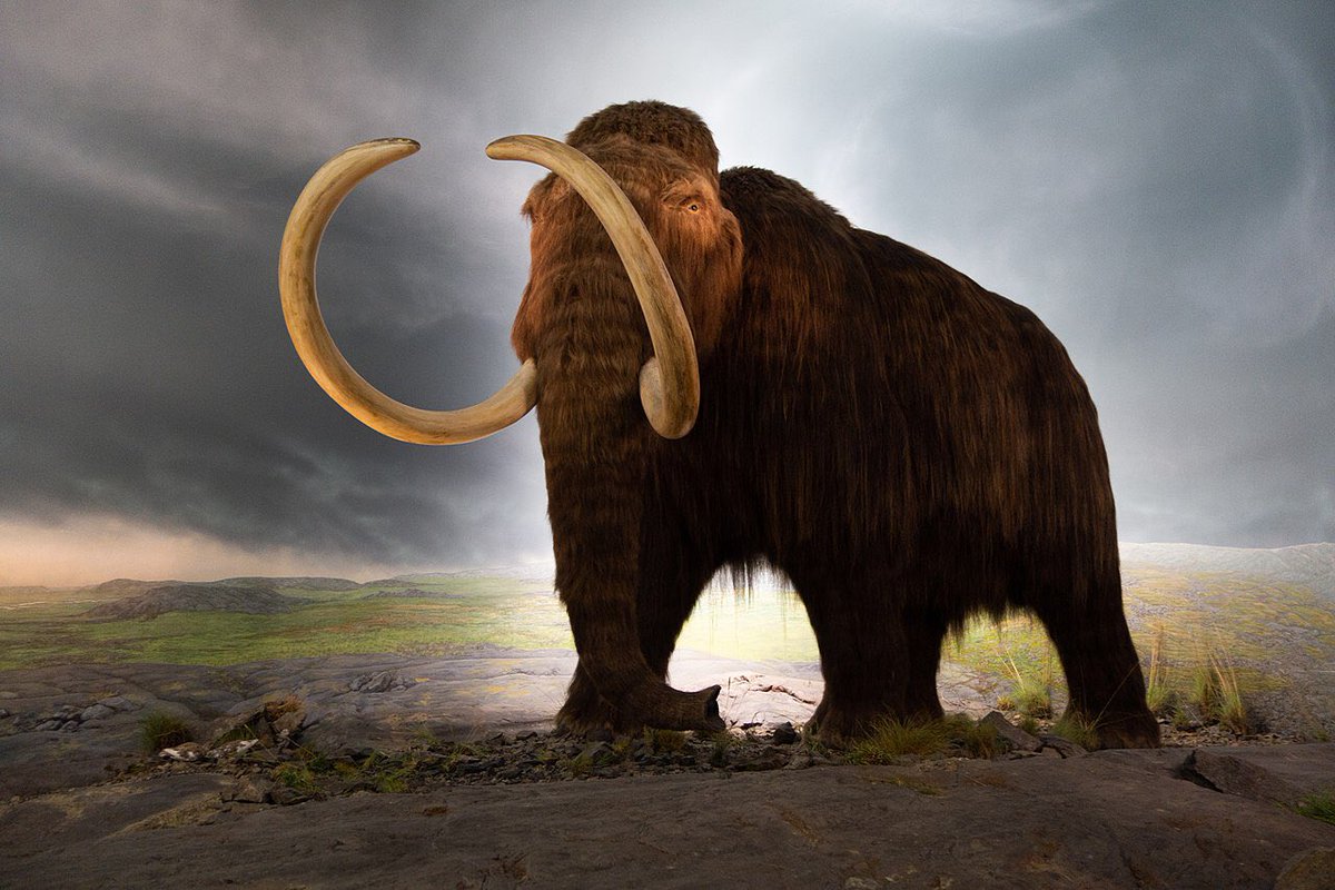 CorporateNature's tweet photo. #Experts and #Mammoths are prone to falling into #traps and becoming #extinct: 

#CorporateNature No 132:

https://t.co/oJSbhxlX6w https://t.co/fPxnaiRChx