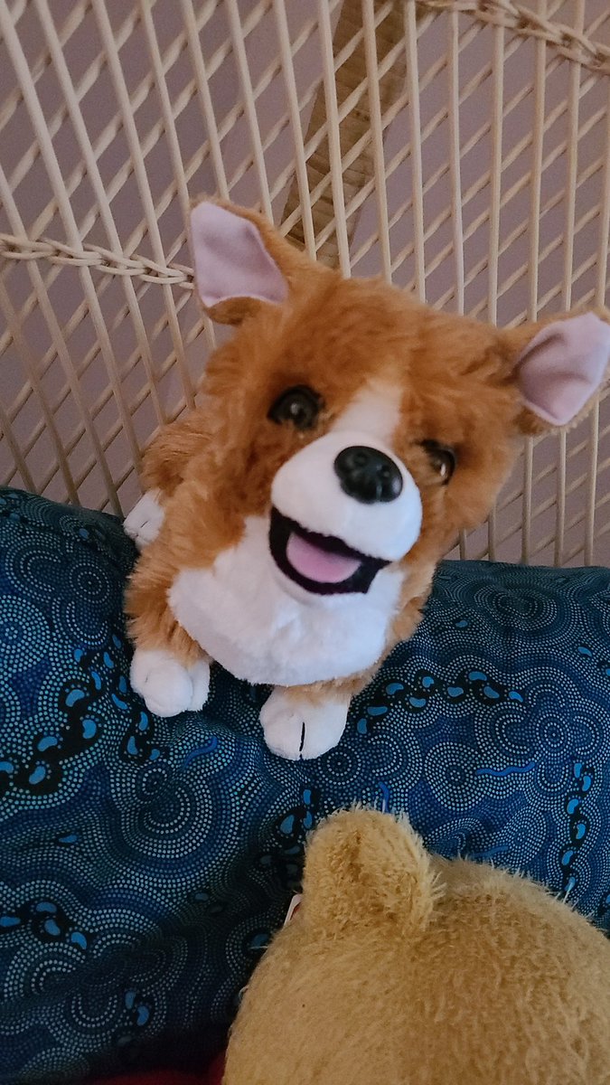 raphaelthecorgi tweet picture