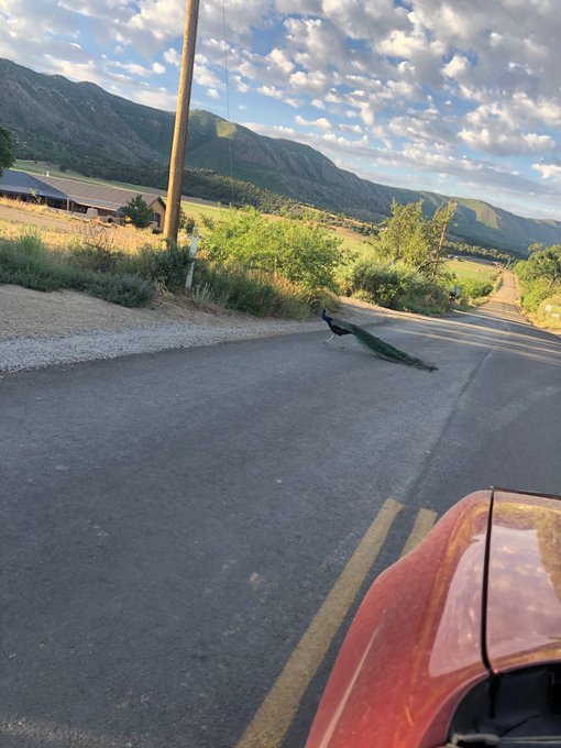Peacock crossed my path the other day. https://t.co/x84Y0mHQti<a href="/tag/coronavirus"class="tags"><span>#coronavirus</span></a>