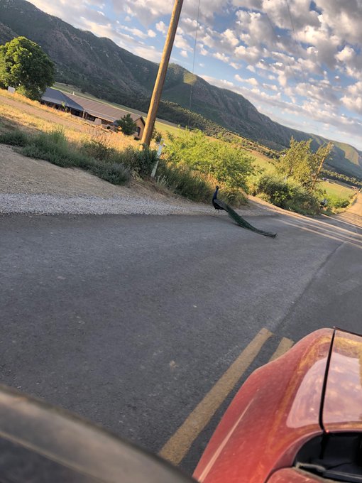 Peacock crossed my path the other day. https://t.co/x84Y0mHQti