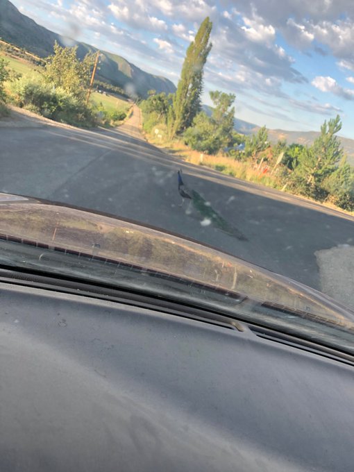 Peacock crossed my path the other day. https://t.co/x84Y0mHQti