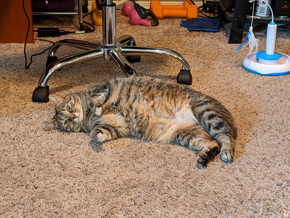kharmathecorgi's tweet photo. Sistercat Sunflower's surgery went well. Humom and Hudad do her a miss, and can't wait for her to come home tomorrow. I guess I kind of miss her, too, but glad she'll be home and will be able to play with me again soon. https://t.co/bdhB6omrua