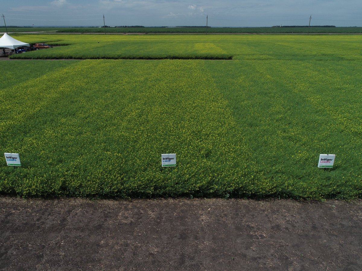 InVigor canola is beautiful in full flower. Here is a look at some of our new InVigor 300 Series hybrids south of Carman. InVigor L345PC, L357P*, L340PC* coming in/going out of flower. #yield, Harvestability podshatterreduction.   <a href="/BASFAgSolutions/">BASF Agricultural Solutions Canada</a> *pending registration