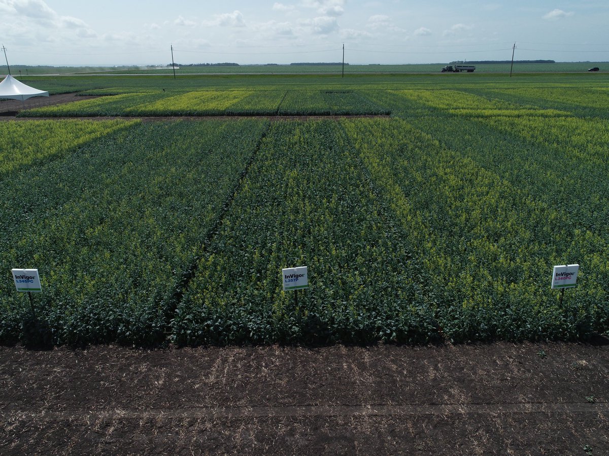 haroldbrownagro's tweet photo. InVigor canola is beautiful in full flower. Here is a look at some of our new InVigor 300 Series hybrids south of Carman. InVigor L345PC, L357P*, L340PC* coming in/going out of flower. #yield, Harvestability podshatterreduction.   @BASFAgSolutions *pending registration https://t.co/RuUhM4u3EA