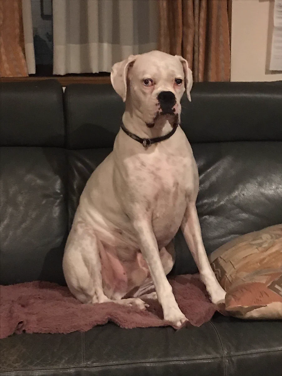 具志堅用高 犬