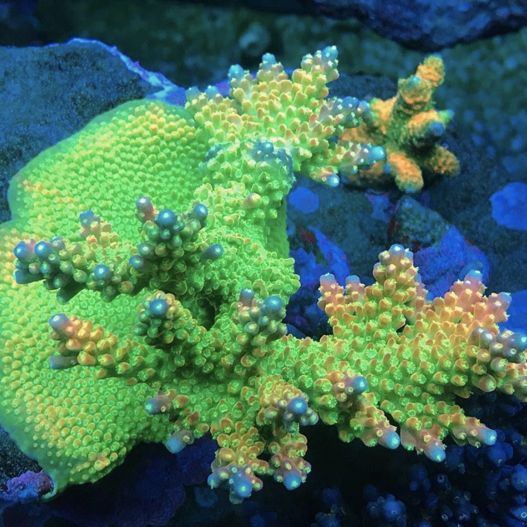 ATINorthAmerica's tweet photo. #REPOST from @tjm_corals
"Top down 💯💪🌞 @atinorthamerica and @reefbrite XHO
#tjmcorals" https://t.co/N5MFyY9zc2