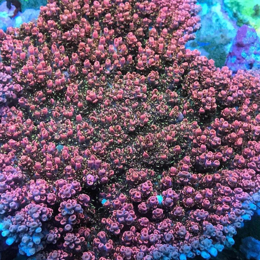 ATINorthAmerica's tweet photo. #REPOST from @tjm_corals
"Top down 💯💪🌞 @atinorthamerica and @reefbrite XHO
#tjmcorals" https://t.co/N5MFyY9zc2
