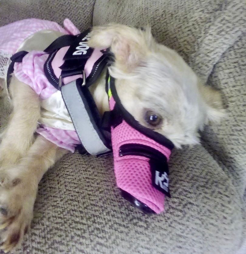 K9Mask's tweet photo. Thanks Teresa for your 5-Star Review and picture of your pretty in pink precious pup. #k9mask #dogairfilter #n95airfilter #pinkdesign #pinkswag #puppyinpink #dogcare #doghealth #doglove https://t.co/GvAX0MyhYF