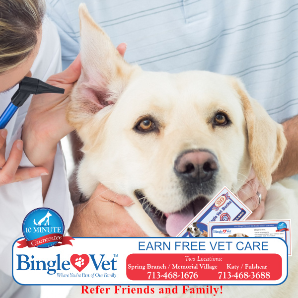 BingleVet's tweet photo. Earn Free Vet Care by referring your friends and family members to Bingle Vet. #FreeVetCare #BingleVetBucks
https://t.co/b9LoNujQXS https://t.co/e2GcR0Blaj