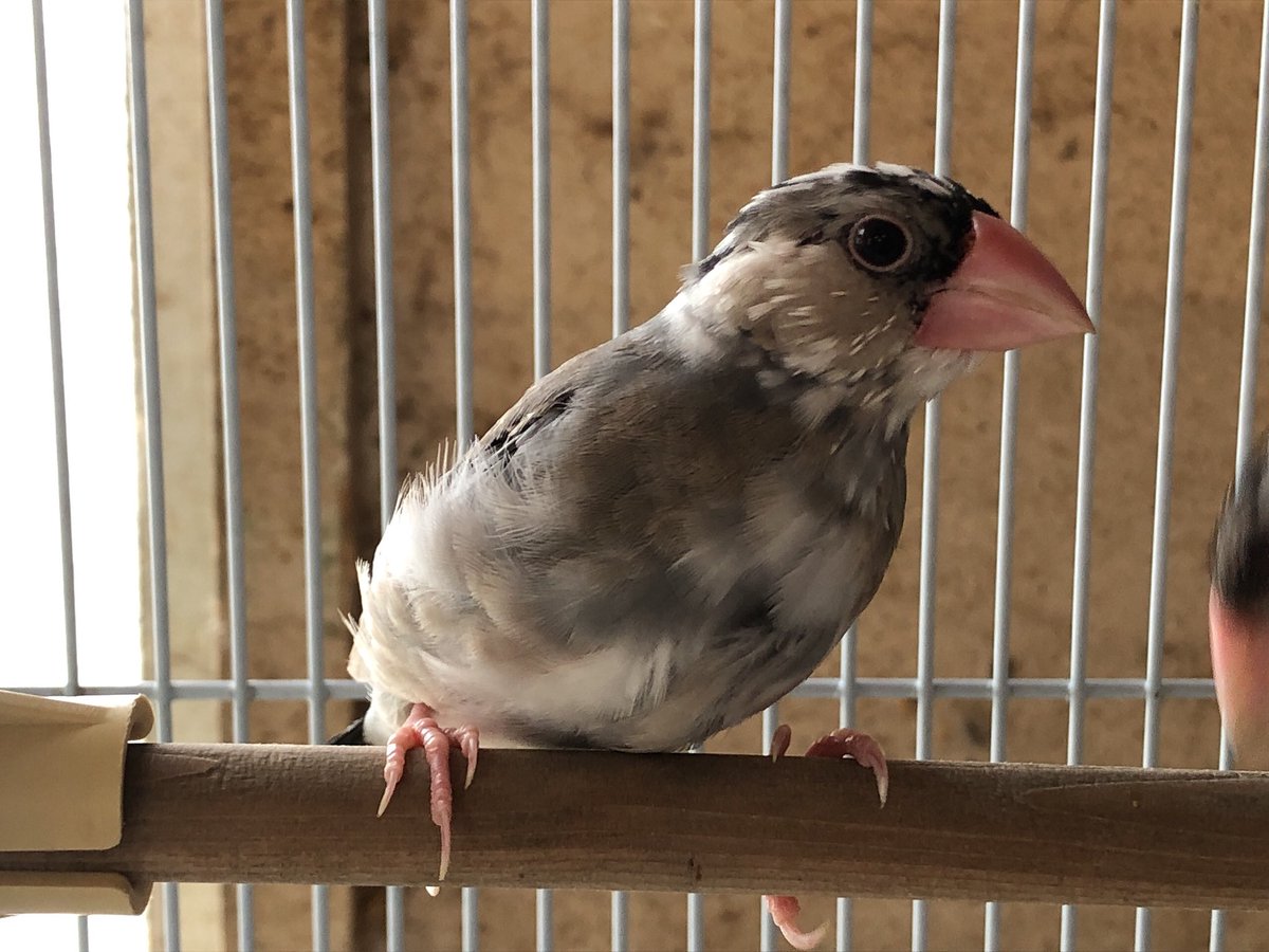 佐屋高校文鳥プロジェクト 文鳥の販売をします 桜4羽です 学校での引渡しとなるので 佐屋高校まで来られる方にのみ販売できます 購入を希望される方は佐屋高校まで電話をお願いします 0567 31 0579 佐屋高校 佐屋高校文鳥プロジェクト 文鳥