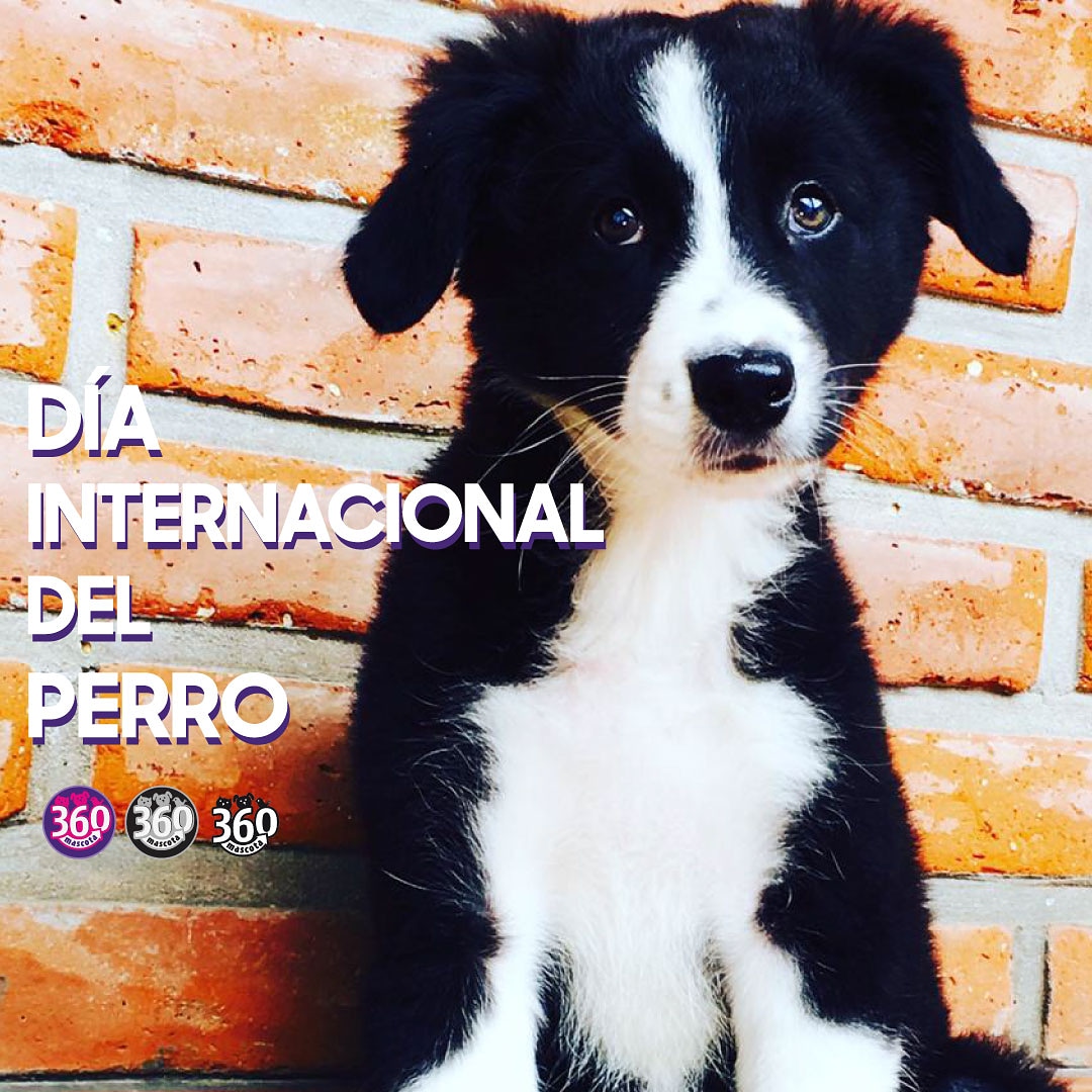 360Mascota's tweet photo. 🐕🎉 Una lealtad que sólo ellos conocen...

¡Feliz día para nuestros amigos de 4 patas! 💜💜 https://t.co/2guFqmQAF7
