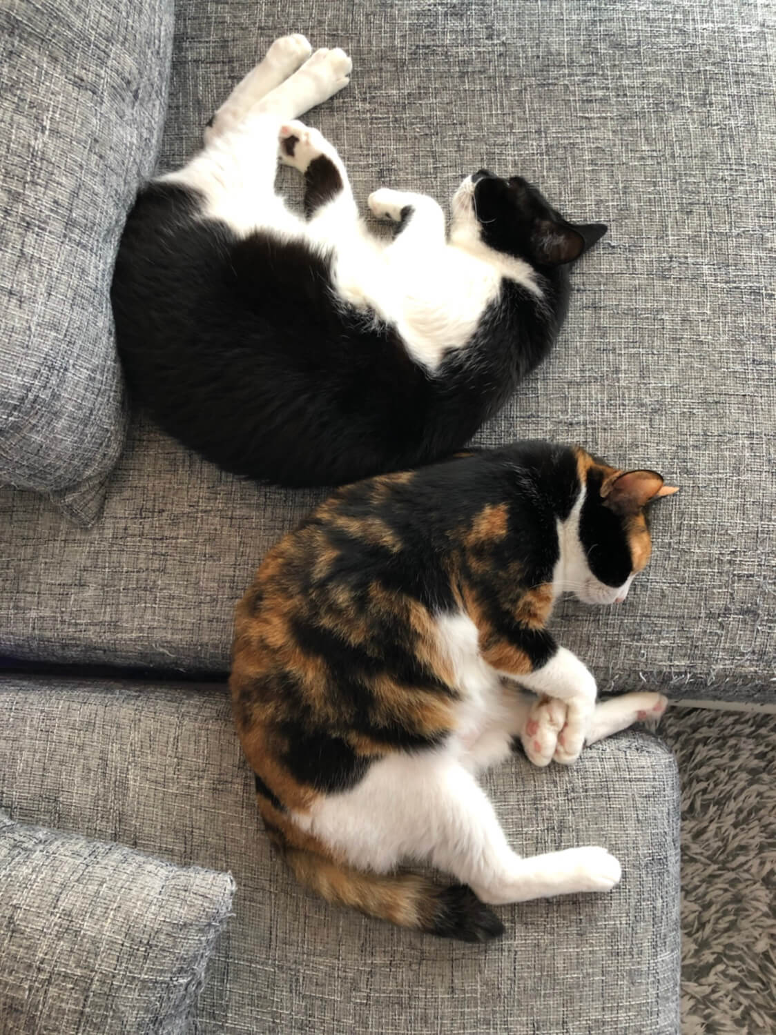 響介 騙し絵 上から見るとめちゃ仲悪いのに 前から見ると 変顔猫リュックと愉快な仲間たち T Co Jmisslgvqy