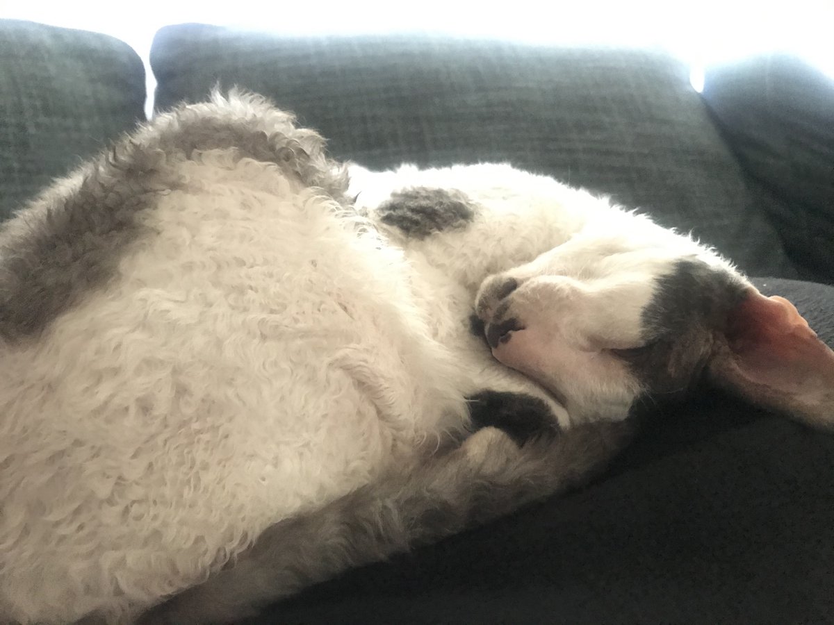 CharlieForShow1's tweet photo. Head feels tail tuck VERY impressive https://t.co/WY3VRIIEgO