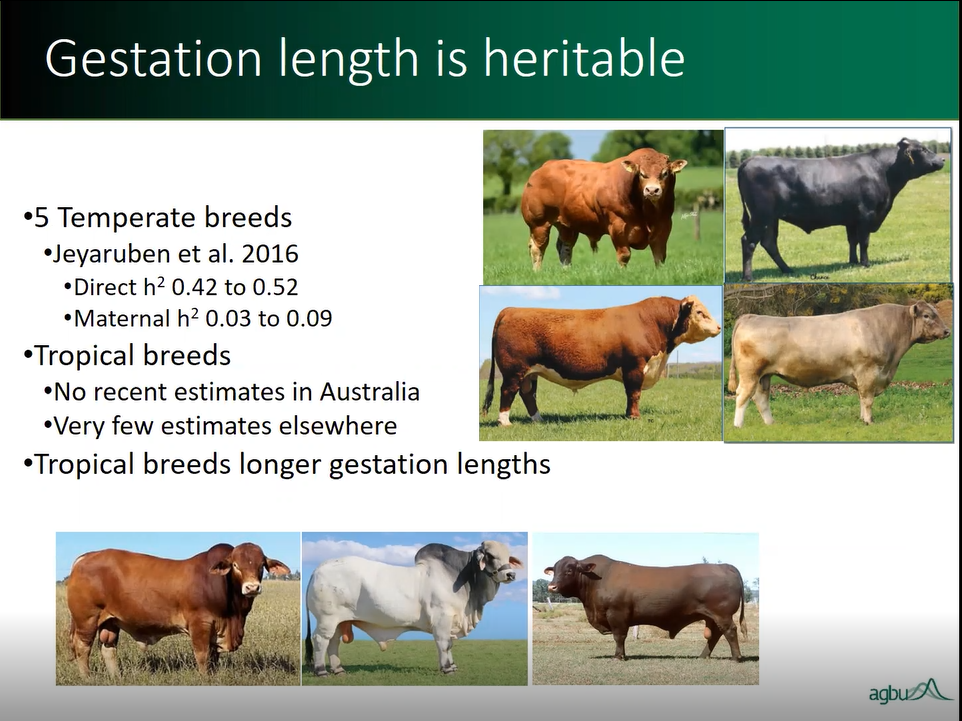 AGBU_GENE's tweet photo. Catching up with the Zeminar from Kirsty Moore from last week. Interesting talk outlining all things gestation length in northern cattle. Great example of the power of large well constructed projects. #repronomics #genetics #scicomm
@meatlivestock @UniNewEngland @nswdpi https://t.co/8SovkOjF9a