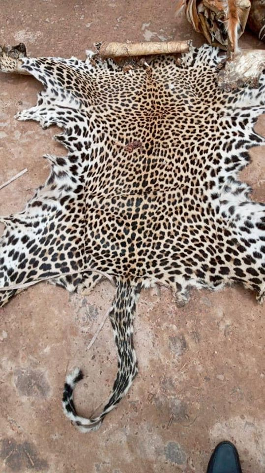 SENEGAL - 2 traffickers arrested with 24 wild animals' skins including a leopard skin. Food work of EAGLE Senegal with the Senegalese authorities despite many corona related difficulties to operate